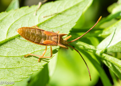 Fracastorius cornutus