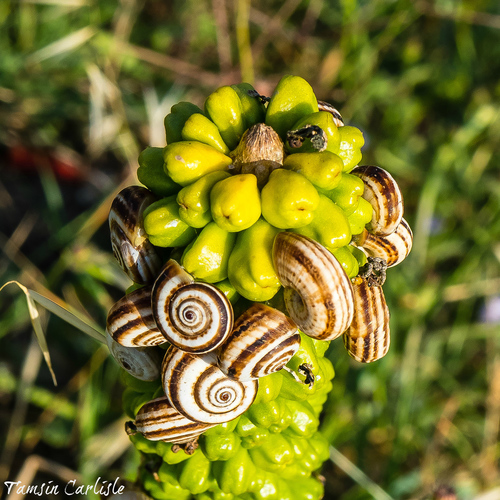 Vineyard Snail
