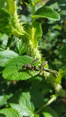 Ancistrocerus catskill