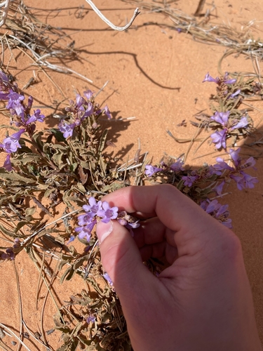 Canaan Mountain beardtongue (Penstemon ammophilus)