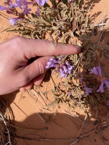 Image of Penstemon ammophilus by (c) Darrin Gobble, some rights reserved (CC BY)