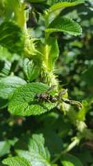 Ancistrocerus catskill