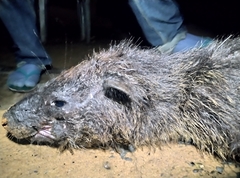 Dendrohyrax dorsalis