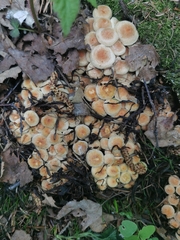 Fungi