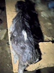 Dendrohyrax dorsalis