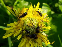 Divales bipustulatus