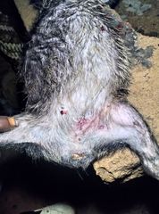 Dendrohyrax dorsalis