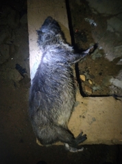 Dendrohyrax dorsalis