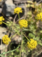 Leiotulus aureus