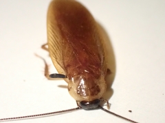 Parcoblatta virginica