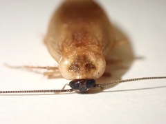 Parcoblatta virginica