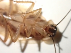 Parcoblatta virginica