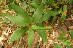 Persoonia confertiflora