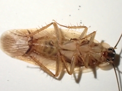 Parcoblatta virginica
