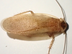 Parcoblatta virginica