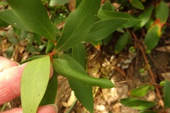 Persoonia confertiflora