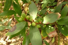 Persoonia confertiflora