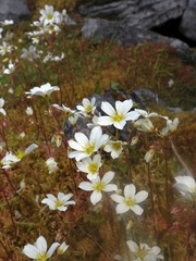 Saxifraga hypnoides