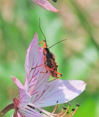 Rhynocoris annulatus