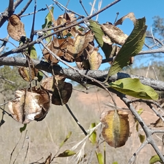 Combretum apiculatum