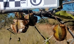 Combretum apiculatum