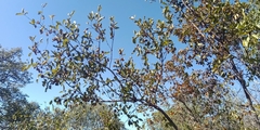 Combretum apiculatum