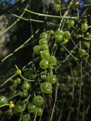 Leptomeria acida