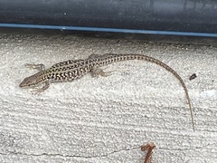 Podarcis siculus