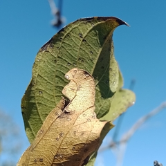 Combretum apiculatum