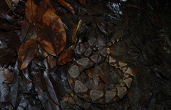 Deinagkistrodon acutus