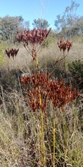 Kalanchoe