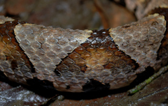 Deinagkistrodon acutus