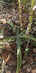 Kalanchoe