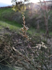Schoenus carsei