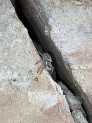 Menemerus semilimbatus