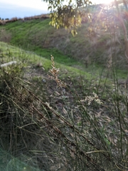 Schoenus carsei