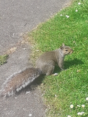 Sciurus carolinensis