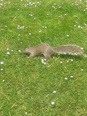 Sciurus carolinensis