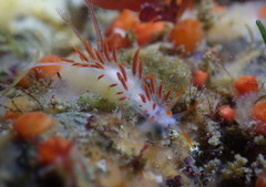 Flabellina