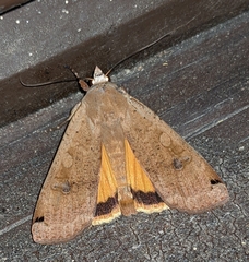 Noctua pronuba