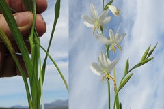 Hesperantha bachmannii