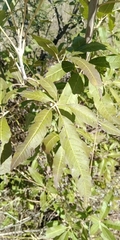 Vitex pooara