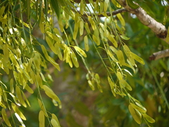 Ailanthus triphysa