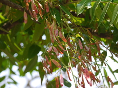 Ailanthus triphysa