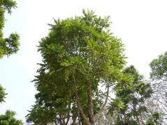 Ailanthus triphysa