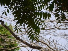 Ailanthus triphysa