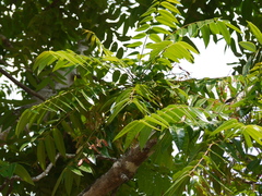 Ailanthus triphysa