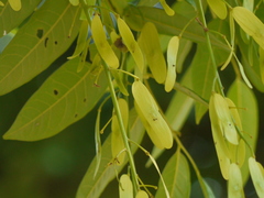 Ailanthus triphysa