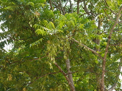 Ailanthus triphysa