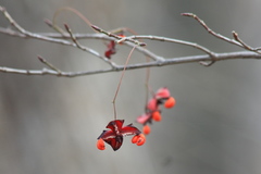 Euonymus maximowiczianus